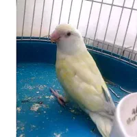 کوتوله کرمینو ماده