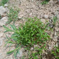 باغ ویلا اجاره ای روزانه