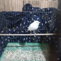 (قناری‌ نرآماده)|پرنده|خوی, |دیوار