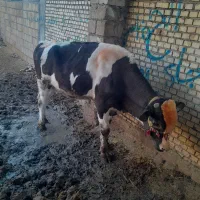 فقط، داشتی جنس اصلی|حیوانات مزرعه|گتوند, |دیوار