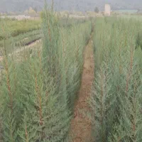 انواع نهال اوکالیپتوس و..|گل و گیاه طبیعی|قرق, |دیوار