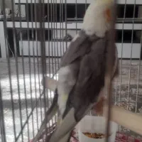 عروس هلندی|پرنده|سنندج, |دیوار