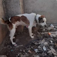 به خاطر  جابه  جایی  توله هشت ماهبه