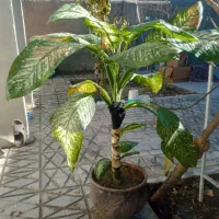 گلدان شاداب|گل و گیاه طبیعی|چناران, |دیوار