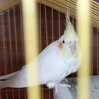 یک جفت عروس هلندی لوتینو چشم شرابی تخم گذار|پرنده|سهند, |دیوار