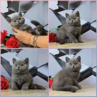 بچه گربه های سلامت iran cats|گربه|کرمانشاه, |دیوار