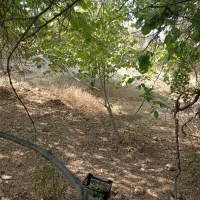 برنج طارم هاشمی