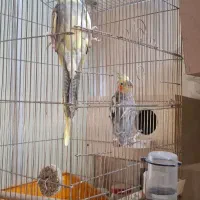 عروس هلندی|پرنده|حمیدیا, |دیوار