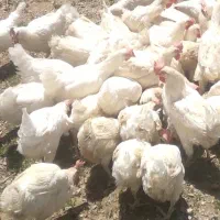 مرغ تخم گذار