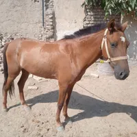 اسب
