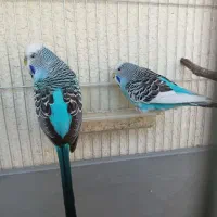 تولید وفروش پرنده خانگی