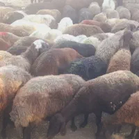 ۸۰ عدد گوسفند افشار یکدس جوان آبستن سنگین مایه زده|حیوانات مزرعه|سلماس, |دیوار