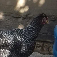 یک خروس و دو عدد مرغ محلی تخم گذار
