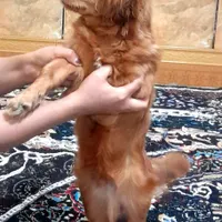 سگ پاکوتاه خانگی