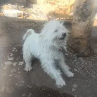 سگ پا کوتاه