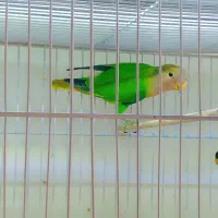 طوطی کوتوله