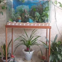 آکواریوم شیشه خم با تزئینات