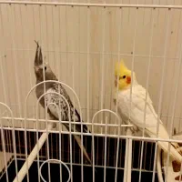 جفت عروس هلندی|پرنده|اسلامشهر, شهرک واوان|دیوار