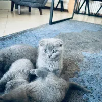 گربه اسکاتیش اصیل|گربه|کرمان, |دیوار