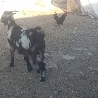 بز داشتی آبستن|حیوانات مزرعه|مرودشت, پشت سایپا|دیوار