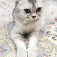 گربه|گربه|تهران, زیبادشت|دیوار