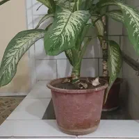 گل دیفن|گل و گیاه طبیعی|کرمانشاه, |دیوار