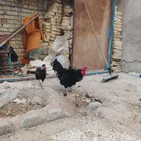 خروس فری