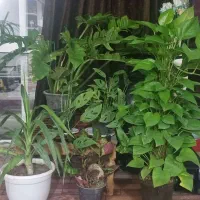 فروش ویژه گل و گلدون برای مناسبت خاص|گل و گیاه طبیعی|اصفهان, باغ فدک|دیوار