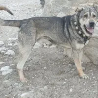 واگذاری گمشده|سگ|نوبران, |دیوار