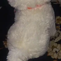 عروسک گربه