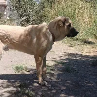 سگ پژدر|سگ|سنندج, |دیوار