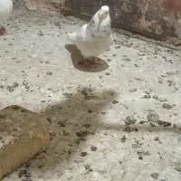 طوقی|پرنده|خمینیشهر, |دیوار