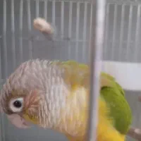 طوطی|پرنده|محمدشهر, شهرک پیام (مهرالبرز)|دیوار