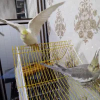 نروماده|پرنده|نجفآباد, امام خمینی|دیوار