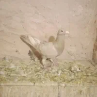 کفتر ماده جفتگاه و جوجه آماده برای پرش
