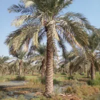 نخل خرما پالم مرکبات جنوب نهال درخت نهالستان|خدمات باغبانی و درختکاری|قم, تعویض پلاک|دیوار