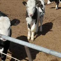 گوساله ماده قطع شیر از ۱۲۰ تا ۳۰۰