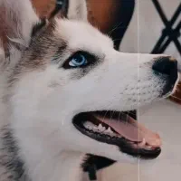 حیوانات|سگ|مرادلو, |دیوار