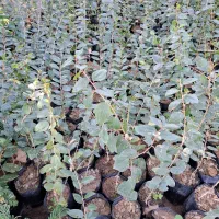 نهال آکالیپتوس و مورت و برهان گلی و سپستون کنار|گل و گیاه طبیعی|مسجد سلیمان, |دیوار