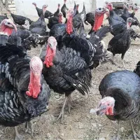 فروش بوقلمون