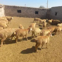 فروش برره نر ۵۰راس|حیوانات مزرعه|مشگین شهر, |دیوار