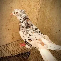 کبوتر سور دم‌سفید، سرسرخ ، سینه ای، گلی دم‌سفید