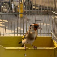 سهره|پرنده|تهران, طیب|دیوار