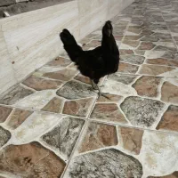 مرغ|حیوانات مزرعه|خرمشهر, |دیوار