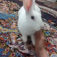 یک خرگوش باهوش