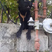 سگ کن کورسو ماده ۱۰ ماهه دورگ|سگ|سنگر, |دیوار