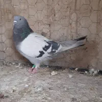 کبوتر