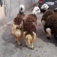 بره قوچهای پلنگی ،کله سفید|حیوانات مزرعه|بروجرد, |دیوار