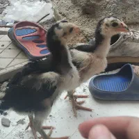 گمشده جوجه لاری