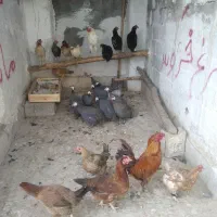 مرغ خروس محلی و مرغ شاخدار/هندی/